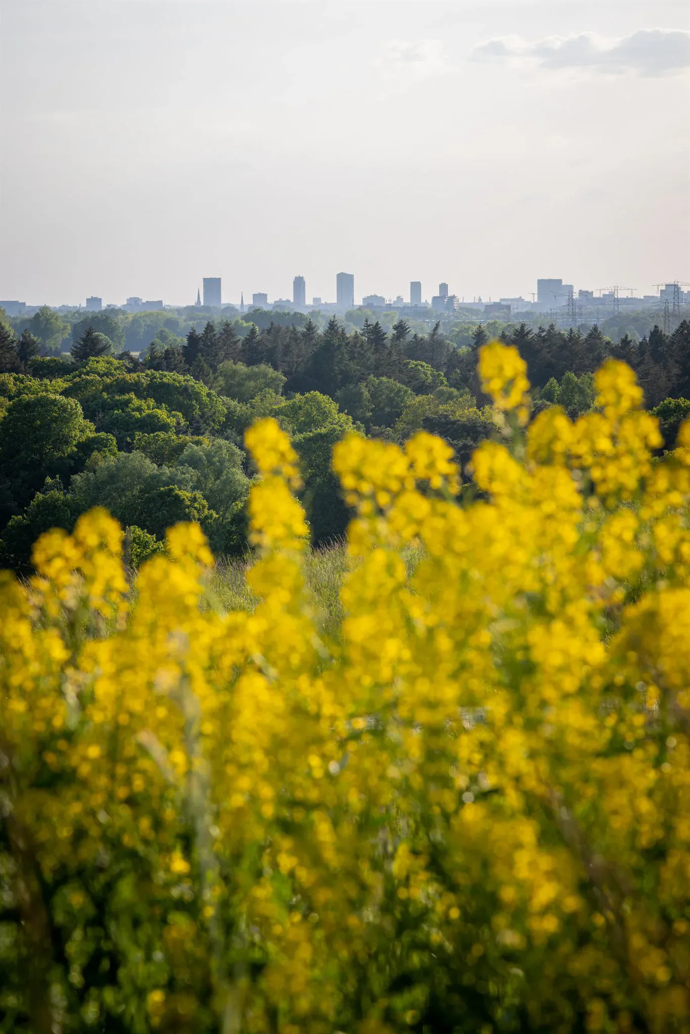 De skyline van Eindhoven achter gele bloemen, gefotografeerd door Jan Timmer.