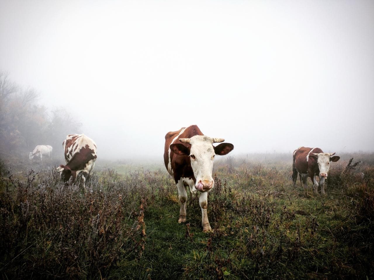 Voorbeeld van natuur- en dierenfotografie door Ihor